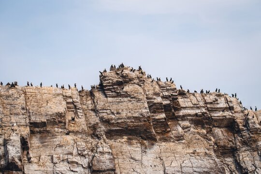 Rocky cliff island on Lake Baikal covered with large great cormorant colony, Siberia, Russia