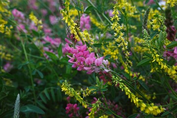 Obraz premium Purple and yellow wildflowers closeup blooming in meadow 