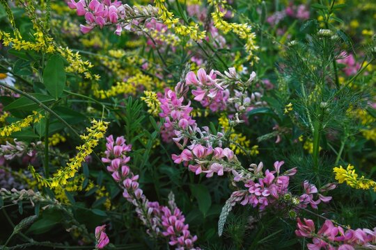 Pink and yellow wildflowers blooming together in meadow 