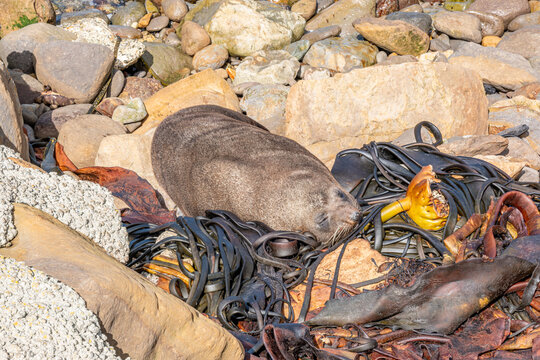 Neuseelaendischer Seebaer Arctocephalus forsteri ruht im Tang bei Shag Point Neuseeland