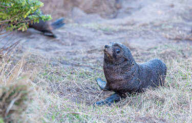 Junge Neuseelaendische Seebaeren Arctocephalus forsteri an Steinmauer bei Katiki Point Neuseeland © stylefoto24
