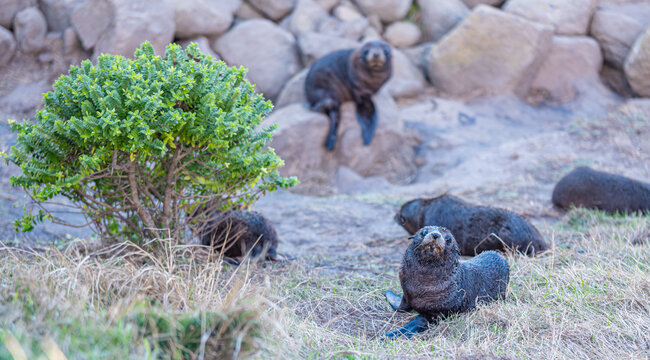 Junge Neuseelaendische Seebaeren Arctocephalus forsteri an Steinmauer bei Katiki Point Neuseeland