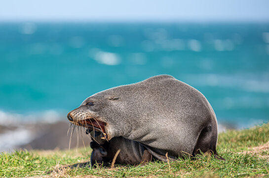 Neuseelaendischer Seebaer Arctocephalus forsteri auf Gruenflaeche am Katiki Point Neuseeland
