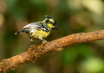 Indian Black Lored Tit also known as The Indian Yellow tit in forest of Tilari © Dipakkumar