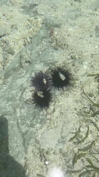 Vertical HD top-down close-up video showing black and purple sea urchins covered with seashell fragments for camouflage on the shallow ocean floor in Zanzibar. 