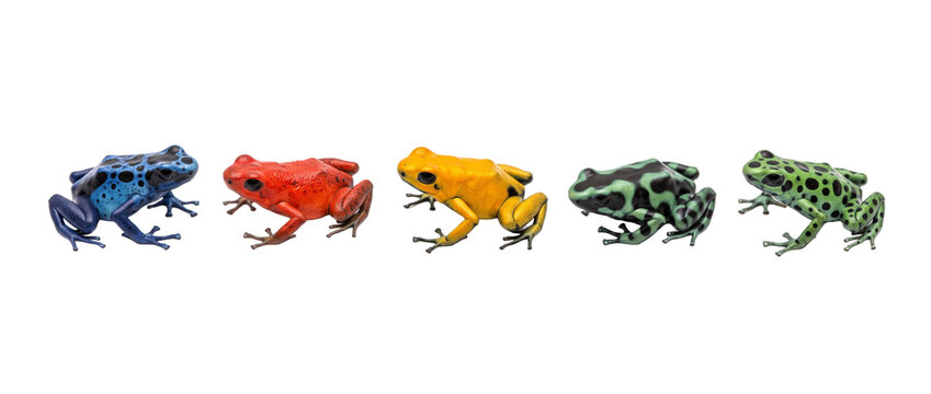 Poison dart frog colorful row sitting together isolated on white background depicting tropical rainforest wildlife diversity biodiversity bright exotic species comparison amphibian collection.