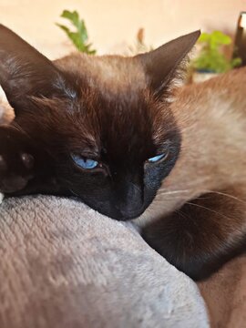 Siamese Cat Resting with Striking Blue Eyes