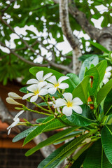 Plumeria flower and green leaves on tree,white frangipani tropical flower  blooming on tree,zen massage spa,summer beach vacation,rest hotel,island sea concept. © wanatithan