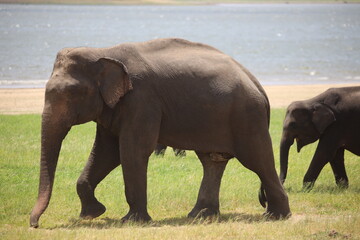 Elephant walks along the grassy shore of a lake in a national park. © Sumith