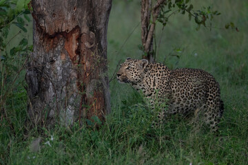 African leopard at base of tree © Giles