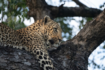 African leopard in a tree © Giles