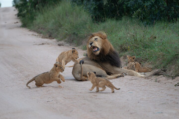 African lion cubs and male lion © Giles