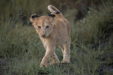 African lion cub © Giles