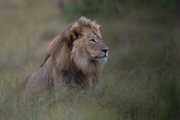 Male African lion - the king © Giles