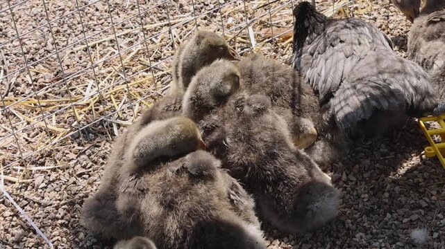 Young Goslings Grey Baby Geese in Cage at Poultry Farm