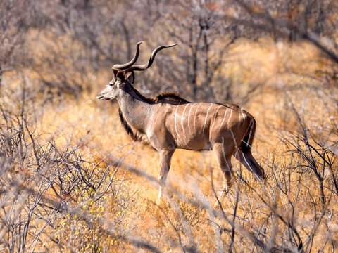 The impressive antlers of a greater kudu (Tragelaphus strepsicoeros), photographed in Etosha National Park.