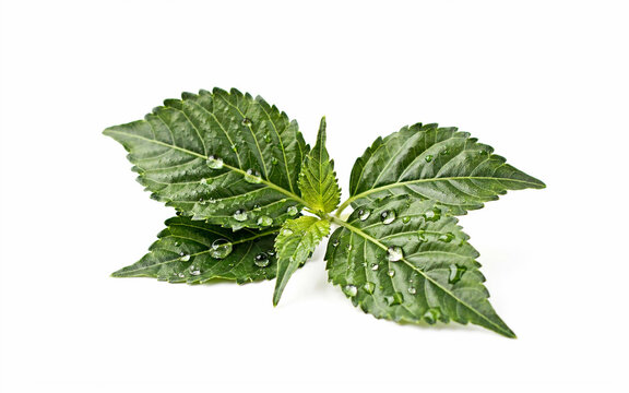 Fresh basil leaves with water droplets on green background