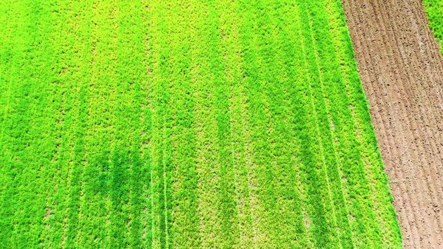 Aerial close up of striped green wheat field bordering brown plowed soil in geometric pattern