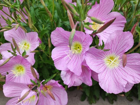 White evening primrose (Oenothera speciosa) flowers