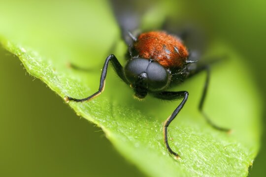 Clitellaria ephippium, red-backed soldier fly, redback gunfly, diptera, insects, two-winged