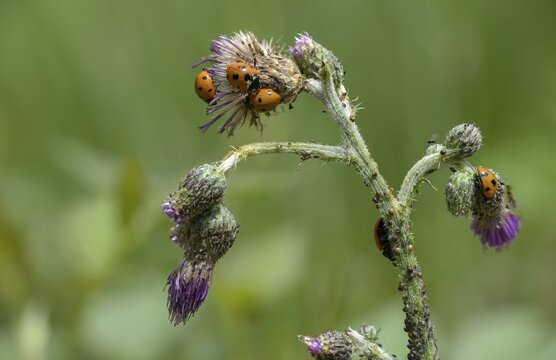 Coccinella septempunctata, seven-spotted ladybird, beetle, coleoptera, insects, beetles, seven-spot ladybird, seven-spotted ladybug