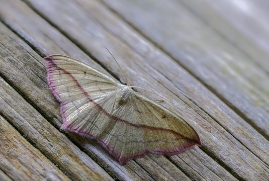 Ampferspanner, Calothysanis Amata, Liebling, Rotrandspanner, Timandra Comae, Blood-Vein, Insects, Moths, Moths, Butterflies
