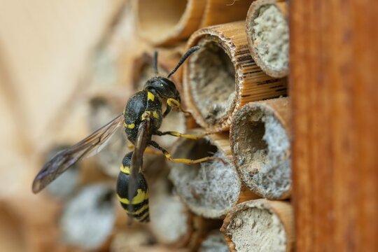 Large stem wasp, hymenoptera, clay wasp, wall clay wasp, Odynerus nidulator, Symmorphus murarius, wrinkle wasp, female, insects, female
