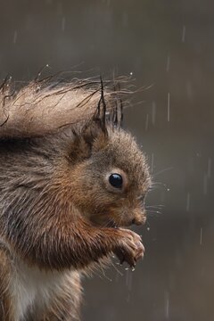 Red squirrel (Sciurus vulgaris) adult animal soaking wet eating a nut in a rain storm, England, United Kingdom