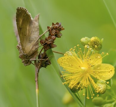 Autographa gamma, owl moth, gamma owl, noctuidae, pistol owl, butterfly, insects, moths, moths, moths, butterfly, silver y