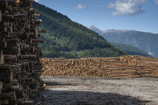 Logs, spruce logs, roundwood, storage, timber industry, Sunndals&oslash;ra, Tingvollfjorden, Sunndal Municipality, M&oslash;re og Romsdal Province, Norway