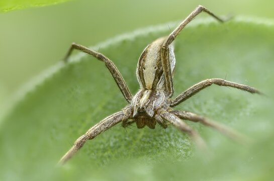 Araneomorphae, bridal gift spider, nursery web spider, pisaura mirabilis, arachnids, arthropods, arthropods, hunting spiders, spiders, spiders