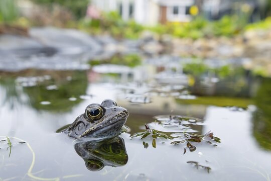 Common frog (Rana temporaria) adult amphibian on the water surface of an urban garden pond with a house in the background in spring, England, United Kingdom