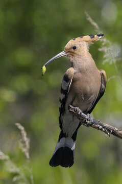 Brandenburg, Germany, hoopoe, Nabu, national natural heritage, natural paradise Gr&uuml;nhaus, upupa epops, hoopoe, post-mining landscape, birds, green house, high size, portrait format, upupidae, birds