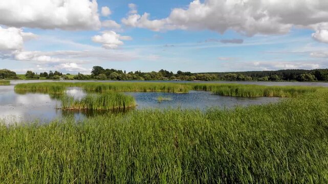 Peaceful lake landscape with reeds and blue sky. Tervete, Latvia
