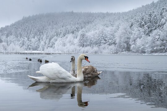 Cygnus olor, mute swan, anatidae, birds, duckbirds, cusp swan, swans, snow, swans, birds, waterbirds, waterbirds, winter