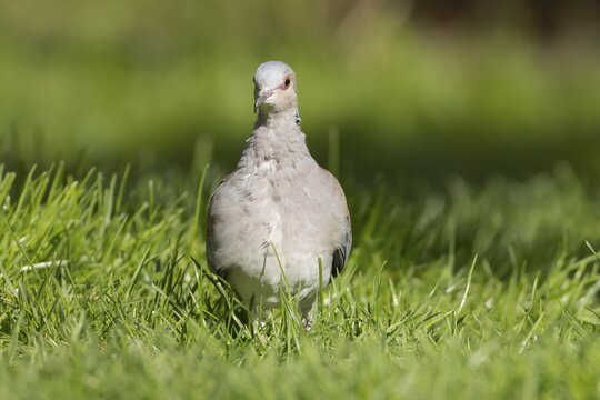 European turtle dove (Streptopelia turtur) adult bird in grassland, England, United Kingdom
