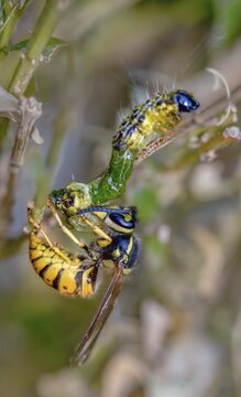 Box tree moth, boxwood moth, boxwood moth, cydalima perspectalis, real wasps, common wasp, hymenoptera, short-headed wasps, vespula vulgaris, yellowjacket, moth, prey, capture, common wasp, wrinkle wasps, high size, portrait format, hunting, inchworm, insects, hunting, moth, caterpillar, butterflies, pest control, wasp, wasp