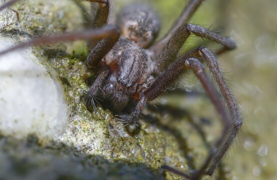 Dustbunny spider, eratigena atrica, eratigena atrica cf., large house angle spider, house spider, house funnel spider, cellar spider, tegenaria atrica, angle spider, spider, spiders