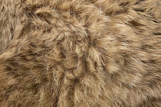 European brown hare (Lepus europaeus) adult animal close up of its fur coat, England, United Kingdom