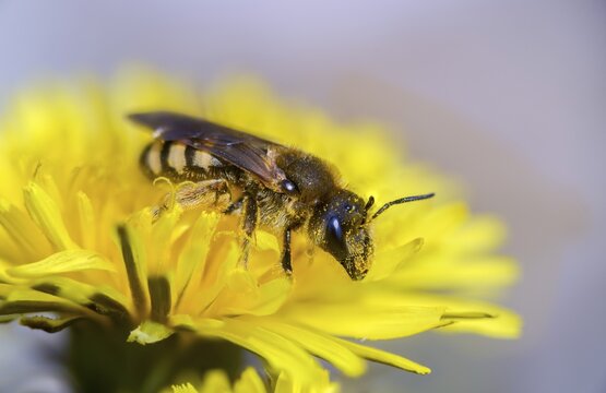 Apidae, bees, furrow bee, common narrow bee, hymenoptera, lasioglossum calceatum, insects