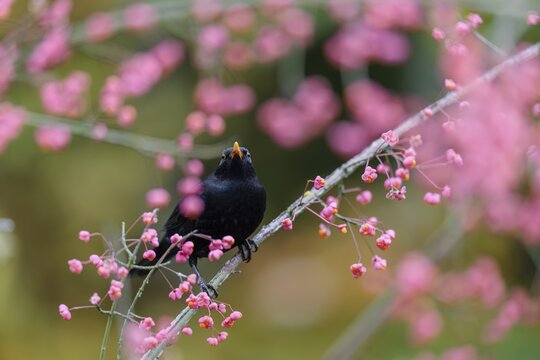 A common blackbird (Turdus merula) sits in a European spindle tree (Euonymus europaeus), and eats the fruit