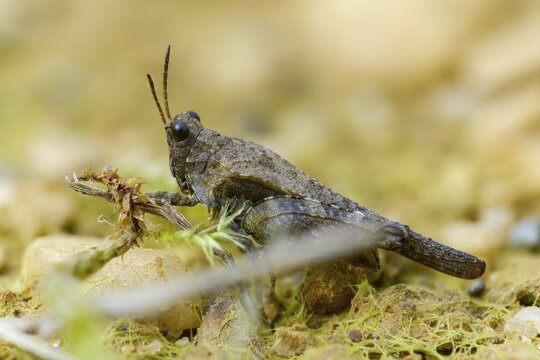 Cepero's groundhopper, sand groundhopper, tetrix ceperoi, western spinhopper, grasshopper, grasshopper, grasshopper, grasshoppers, insects