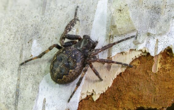 Arachnida, araneoidea, nuctenea umbratica, wheelweb spiders, cleft spiders, spiders, spiders, walnut orb-weaver spiders