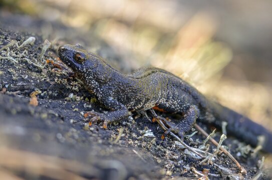 Brandenburg, Germany, Great Crested Newt, crested newt, Nabu, Nabu project, national natural heritage, green house natural paradise, northern crested newt, Triturus cristatus, amphibians, amphibians, post-mining landscape, green house, rural traditional costume, amphibians, warty newt