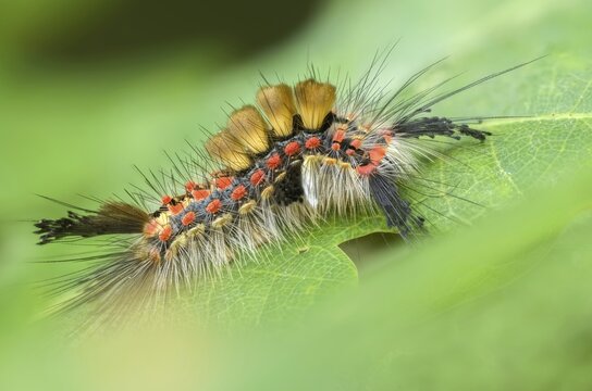 Brush spinner, owl moth, small brush spinner, Lymantriinae, noctuidae, orgyia antiqua, sloe spinner, carrier spinner, butterfly, inchworm, insects, moths, moths, moth, caterpillar, rusty tussock moth, butterfly, vapourer