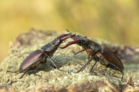 Thundergugi, firecracker, stag beetle, hornschr&ouml;ter, Lucanus cervus, Schr&ouml;ter, Beetle, Coleoptera, fight, insects, fight, beetle, male, stag beetle