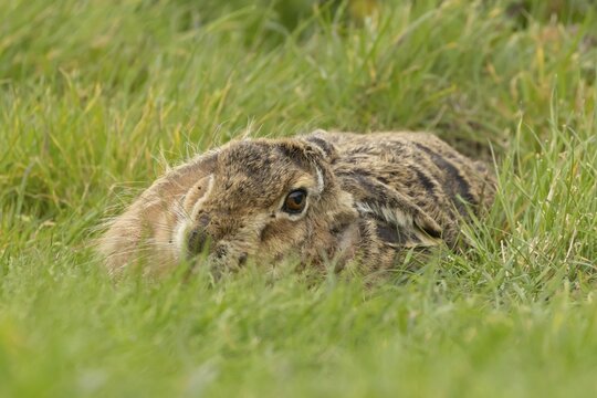 European brown hare (Lepus europaeus) adult animal resting in grassland, England, United Kingdom
