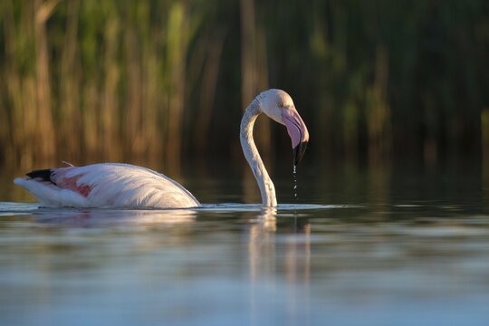 Afro-Asian Greater Flamingo, Eurasian Flamingo, European Flamingo, Granelli, Greater Flamingo, Italy, Pantano Cuba Lagoon, Pantani Cuba and Longarini, Phoenicopterus Roseus, Rosy Flamingo, Migratory Bird Sanctuary Pantani Cuba & Longarini, Birds, Ciconiiformes, Flamingo, Italy, Walking Birds, Sicily, Foundation per species diversity, stork birds, birds