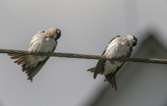 Defensive behavior, Delichon urbica, house martin, house martins, parasite defense, birds, passeri, songbirds, birds