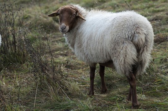 Artiodactyla, Coburg fox sheep, domestic sheep, even-toed ungulate, domestic sheep, Ovis Gmelini aries sspec.4, cloven-hoofed, domesticated animals, extensive grazing, pet, mammals, sheep, sheep, mammals, wild pastures